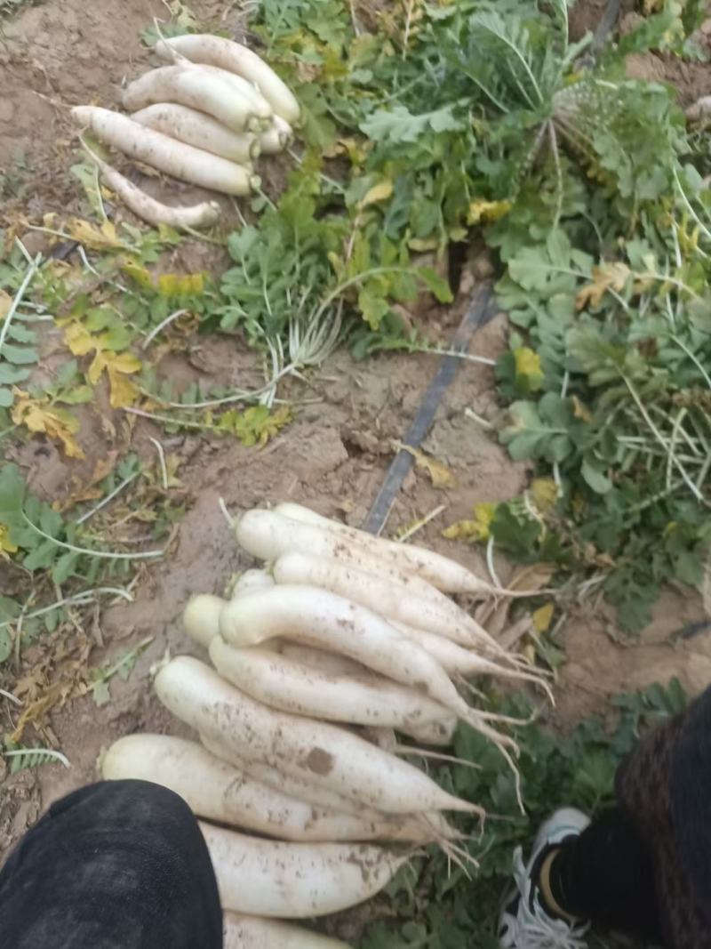 801萝卜白萝卜河北邯郸产地现货，质量好，价格优惠