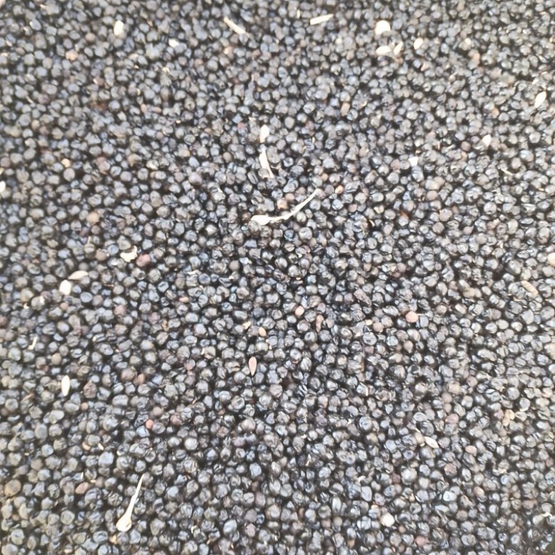 纯新射干种子黑龙江产地