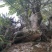 百年老桩映山红