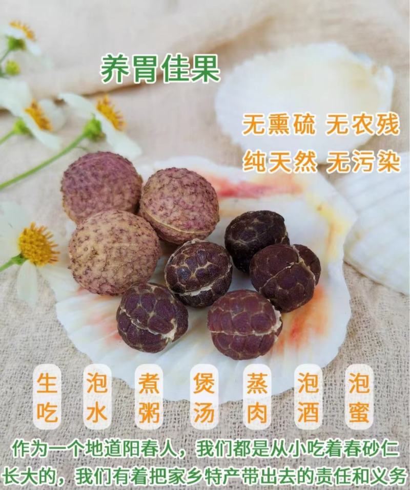 正宗阳春野生春砂仁干货干果批发产地直发挑选好香味浓郁