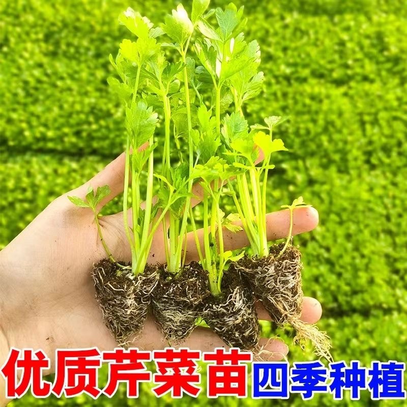 精品优质红叶香笋苗，量大价优，质量保证，欢迎下单咨询