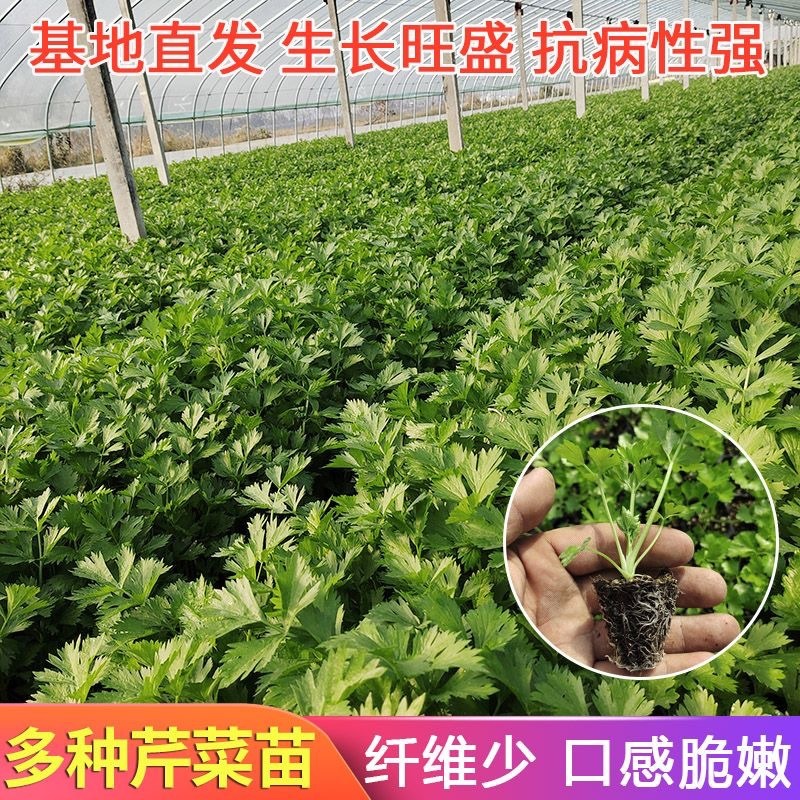 精品优质红叶香笋苗，量大价优，质量保证，欢迎下单咨询
