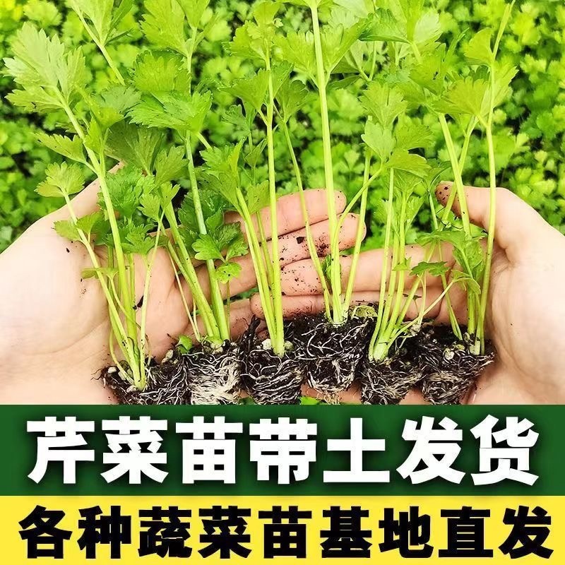 精品优质红叶香笋苗，量大价优，质量保证，欢迎下单咨询