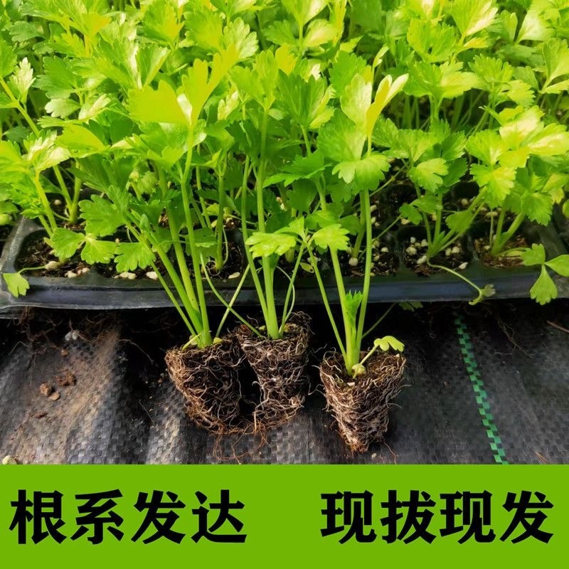 精品优质红叶香笋苗，量大价优，质量保证，欢迎下单咨询