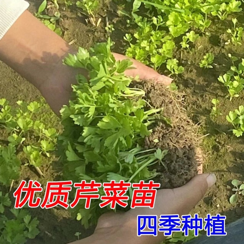 精品优质红叶香笋苗，量大价优，质量保证，欢迎下单咨询