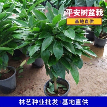 平安树盆栽中大型客厅摆放绿植观叶植物四季常青净化空气庭院