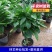 平安树盆栽中大型客厅摆放绿植观叶植物四季常青净化空气庭院
