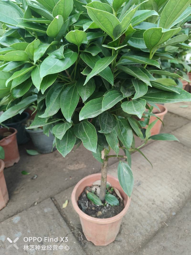 平安树盆栽中大型客厅摆放绿植观叶植物四季常青净化空气庭院