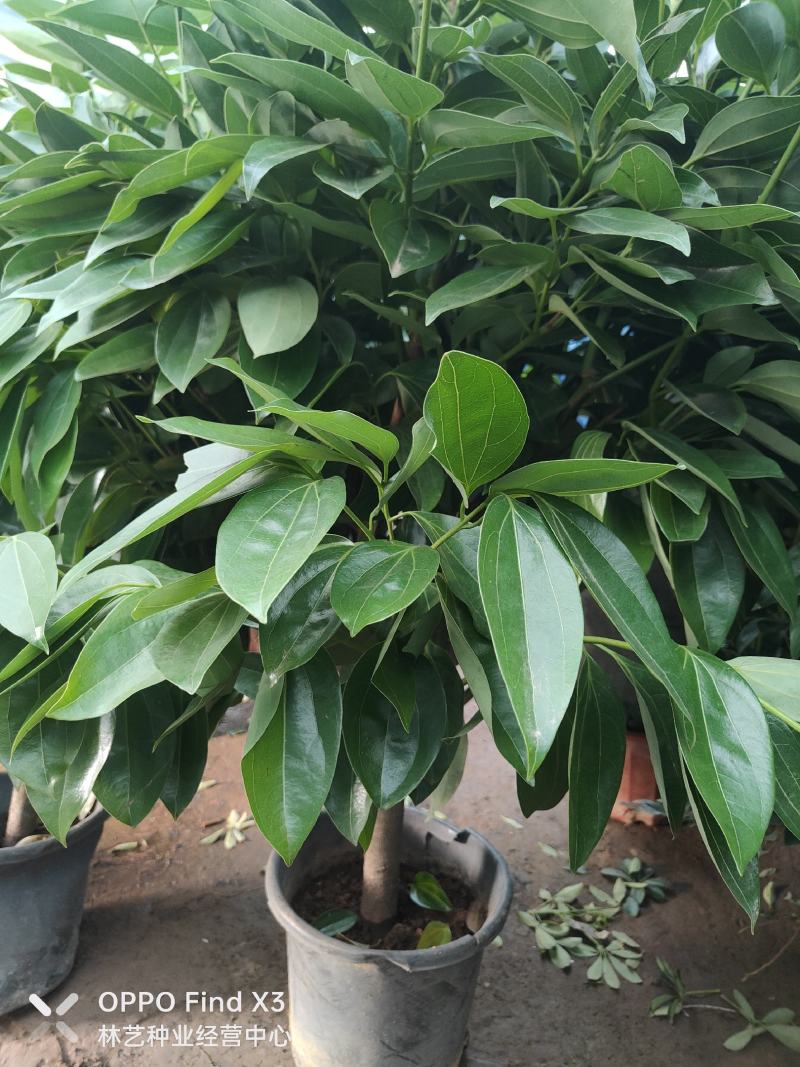 平安树盆栽中大型客厅摆放绿植观叶植物四季常青净化空气庭院