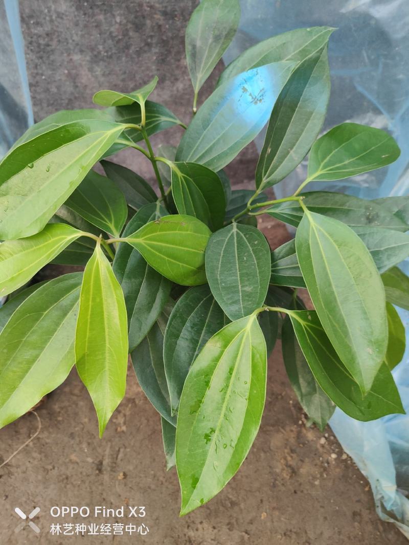 平安树盆栽中大型客厅摆放绿植观叶植物四季常青净化空气庭院