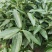 平安树盆栽中大型客厅摆放绿植观叶植物四季常青净化空气庭院