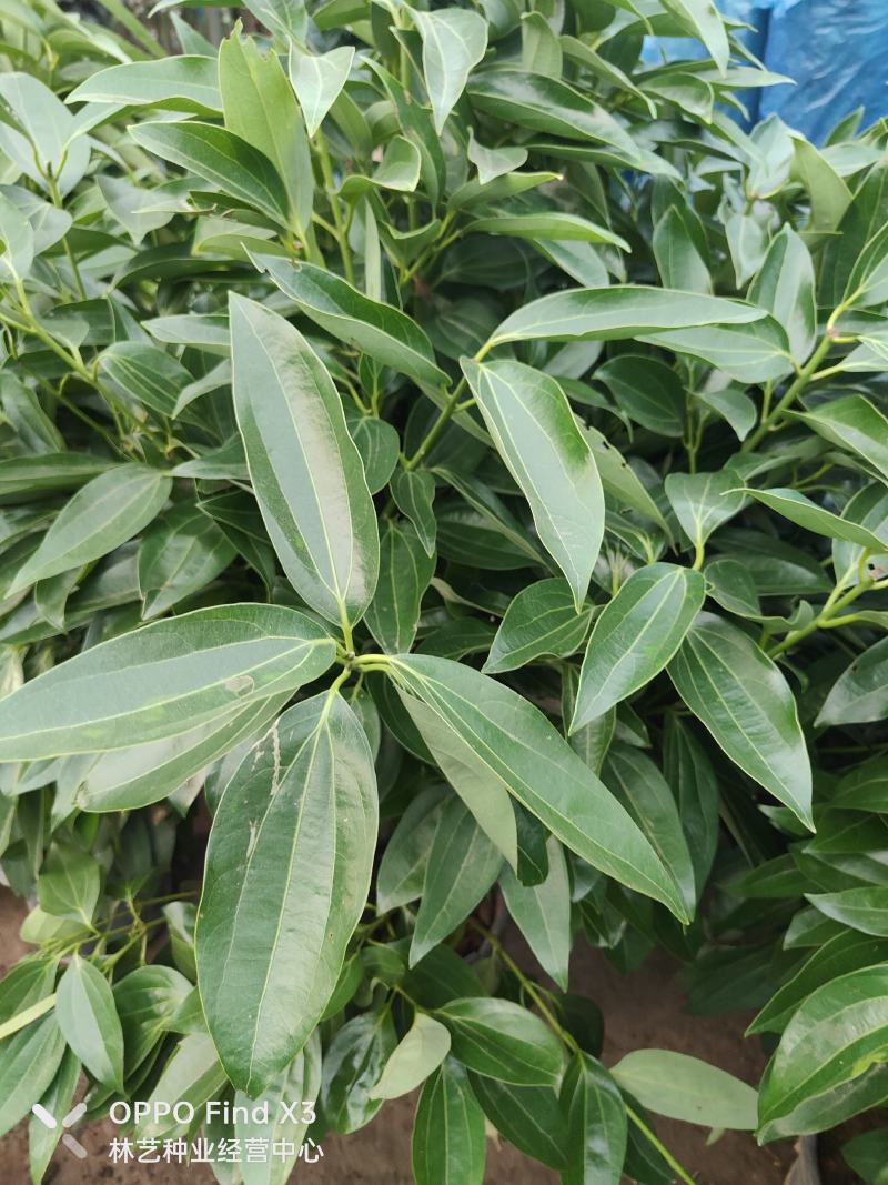 平安树盆栽中大型客厅摆放绿植观叶植物四季常青净化空气庭院