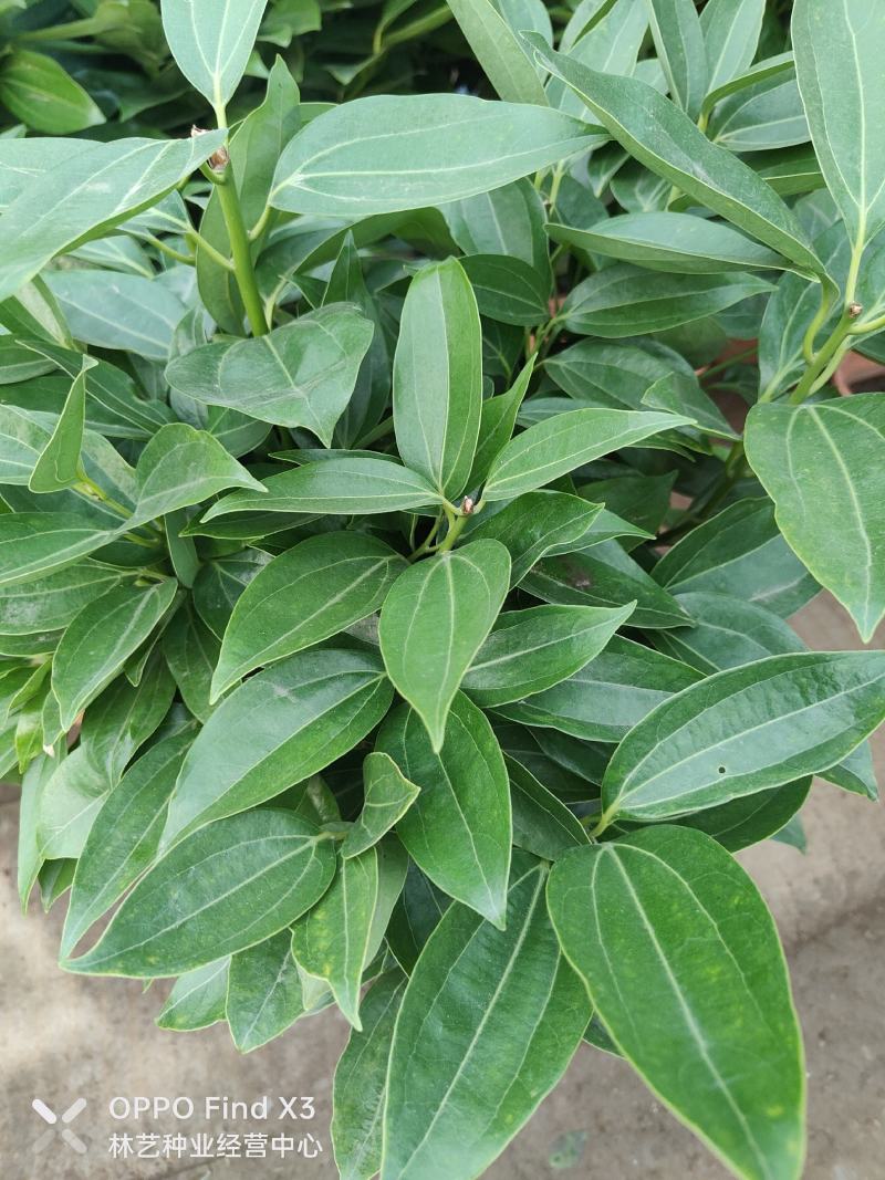平安树盆栽中大型客厅摆放绿植观叶植物四季常青净化空气庭院