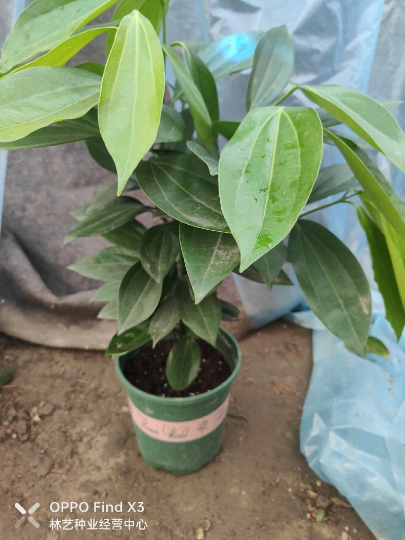 平安树盆栽中大型客厅摆放绿植观叶植物四季常青净化空气庭院