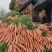河南沙地胡萝卜大量上市价格便宜，支持电商超市市场欢迎订购