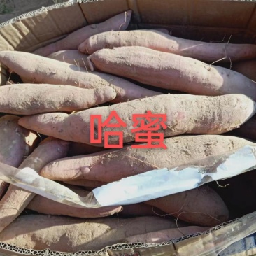 白哈密地瓜，产地一手货源，对接大型批发商，欢迎来电咨询