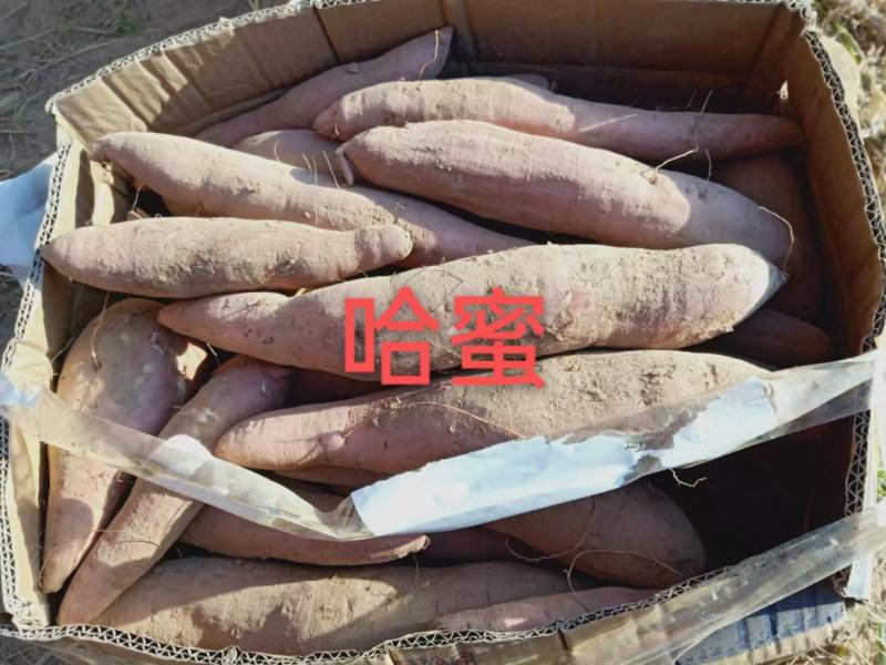 白哈密地瓜，产地一手货源，对接大型批发商，欢迎来电咨询