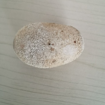 狗宝