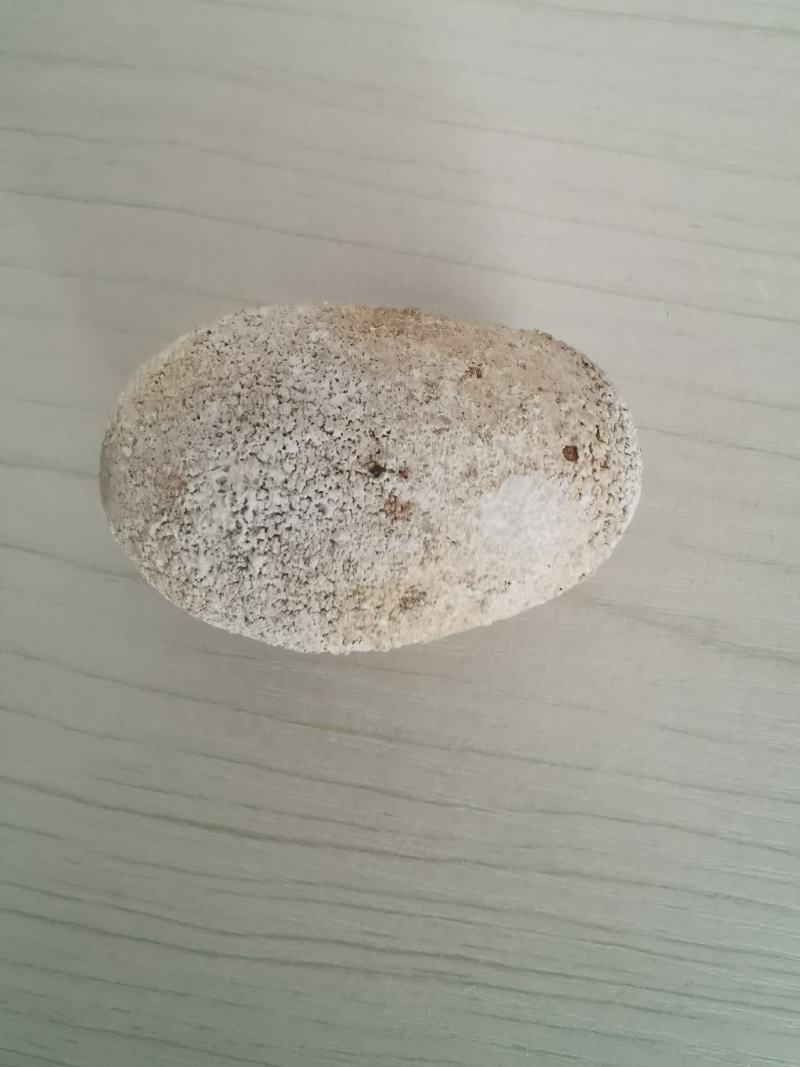 狗宝