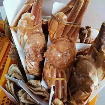 上海宝山江阳水产品板蟹，品质保证，量大从优欢迎采购