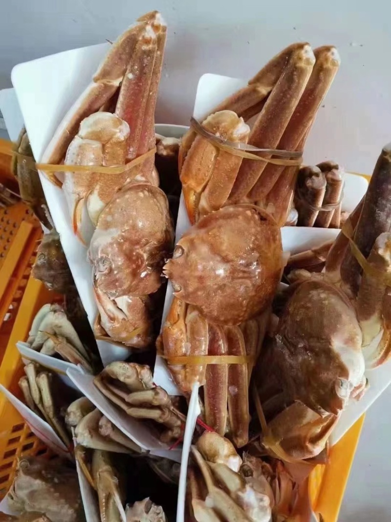 上海宝山江阳水产品板蟹，品质保证，量大从优欢迎采购