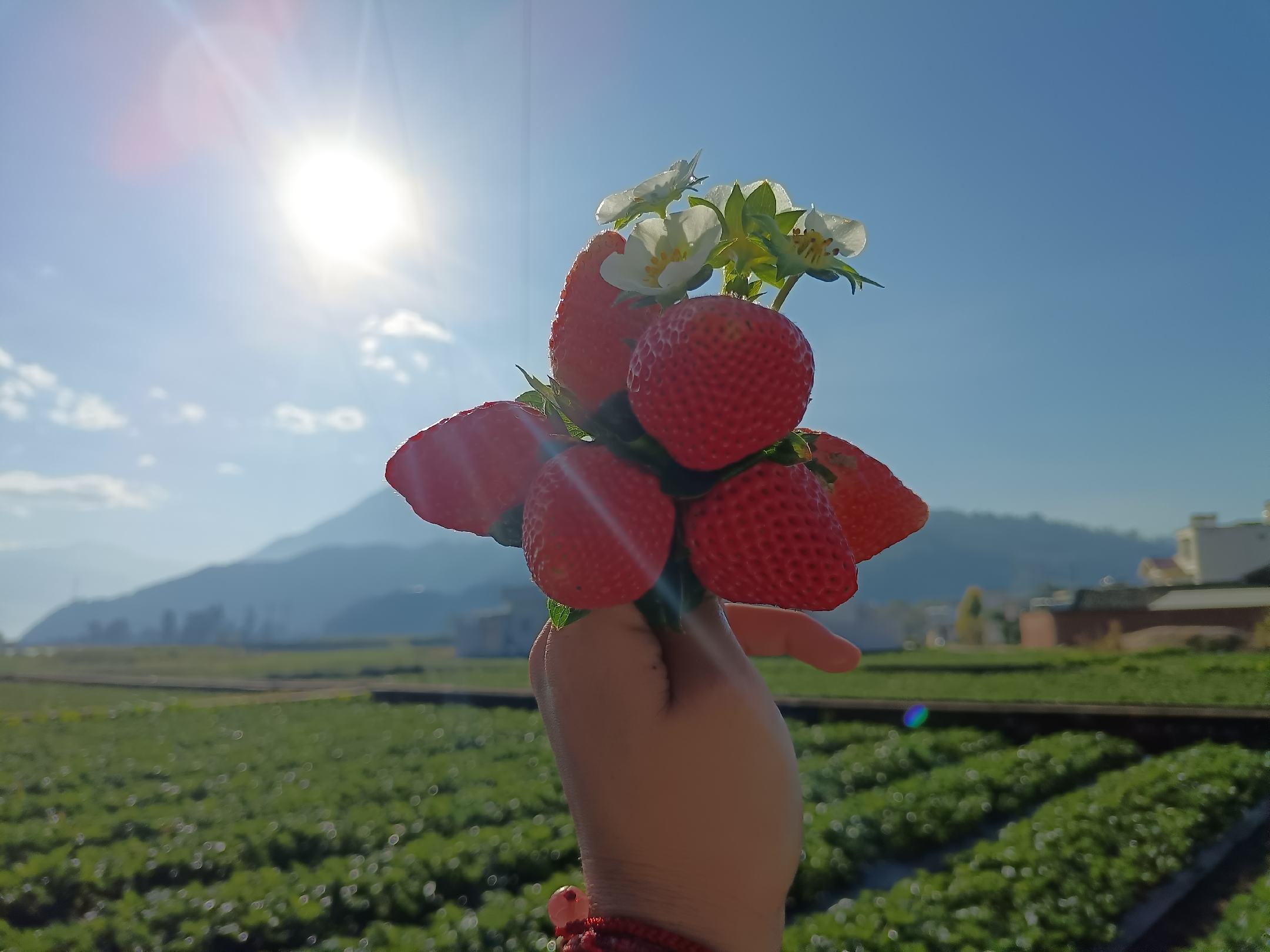 采摘者正在挑选红颜草莓