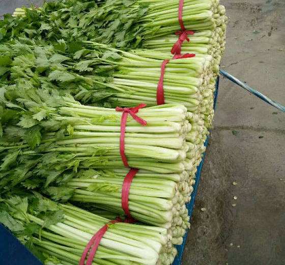 新鲜欧芹与香芹市场售卖图