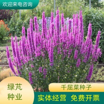千屈菜种子四季易活多年生宿根花种子水钟柳种子庭院室外耐寒