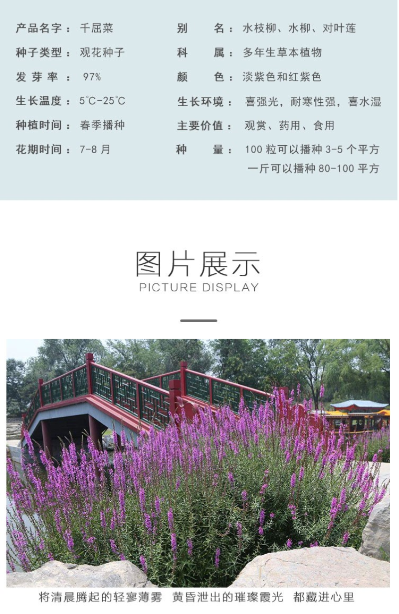 千屈菜种子四季易活多年生宿根花种子水钟柳种子庭院室外耐寒