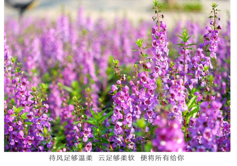 千屈菜种子四季易活多年生宿根花种子水钟柳种子庭院室外耐寒