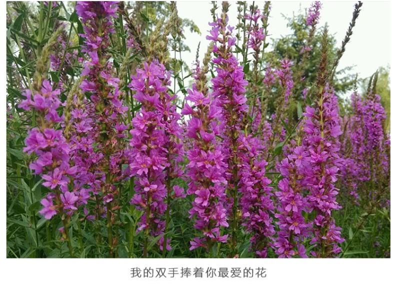 千屈菜种子四季易活多年生宿根花种子水钟柳种子庭院室外耐寒