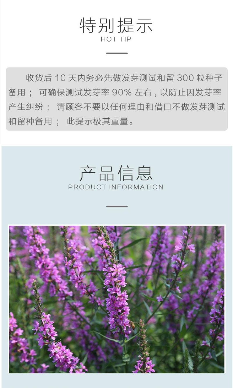 千屈菜种子四季易活多年生宿根花种子水钟柳种子庭院室外耐寒