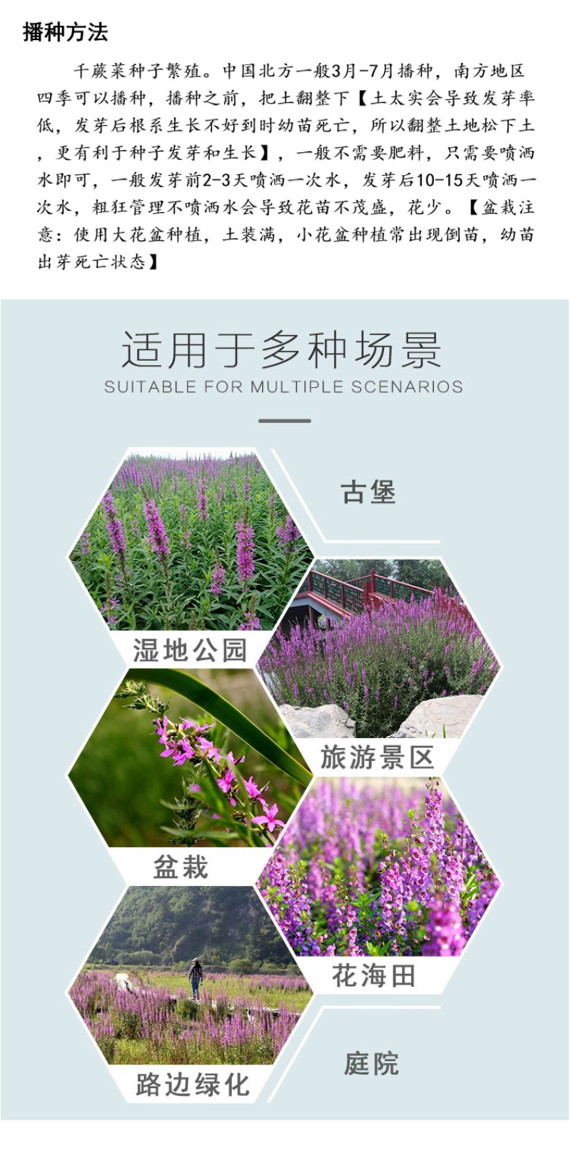 千屈菜种子四季易活多年生宿根花种子水钟柳种子庭院室外耐寒