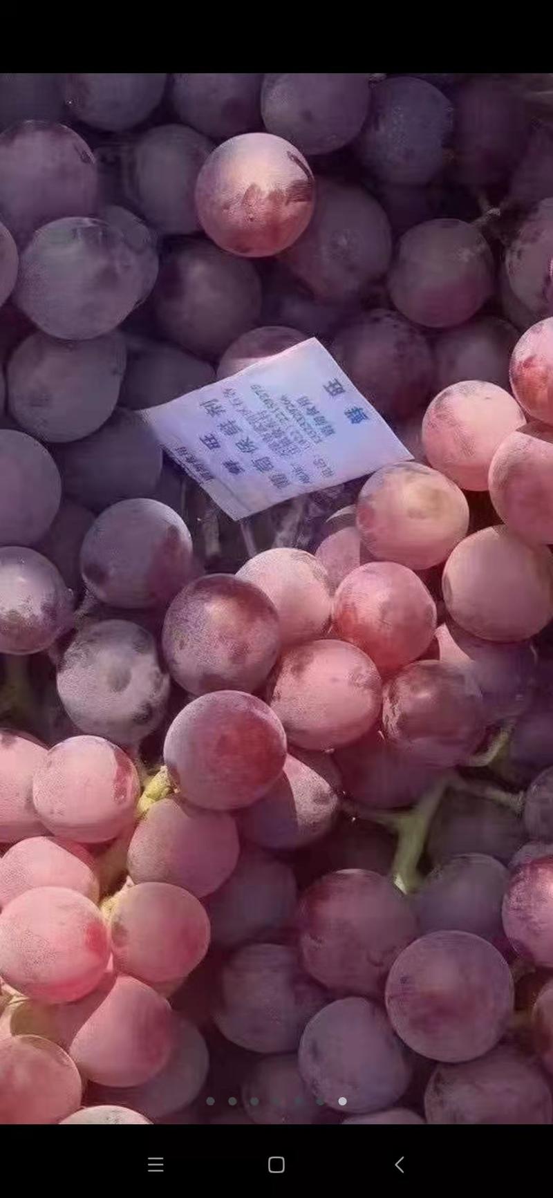 河北晋州冷库巨峰葡萄，电商对接，超市供货，甜甜