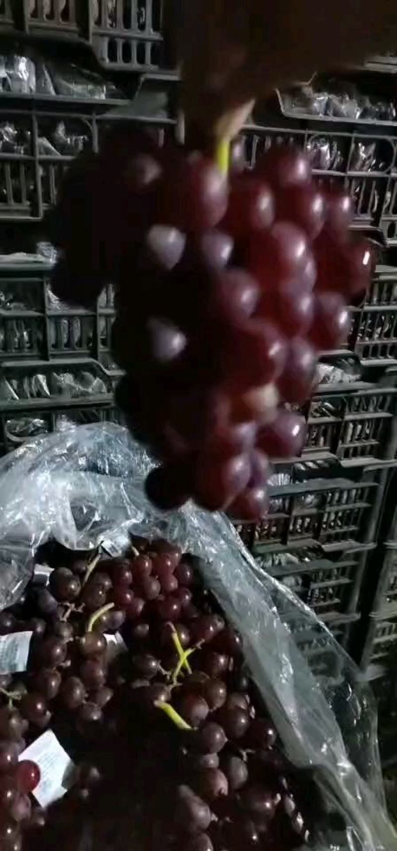 河北晋州冷库巨峰葡萄，电商对接，超市供货，甜甜