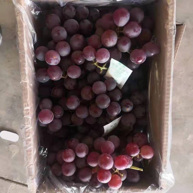 河北晋州冷库巨峰葡萄，电商对接，超市供货，甜甜