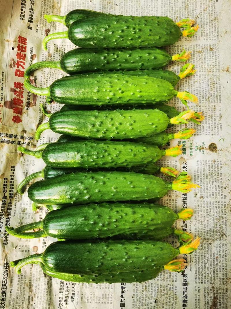 绿龙801旱黄瓜种子，翠绿油亮，细腻清香可口，适合越冬