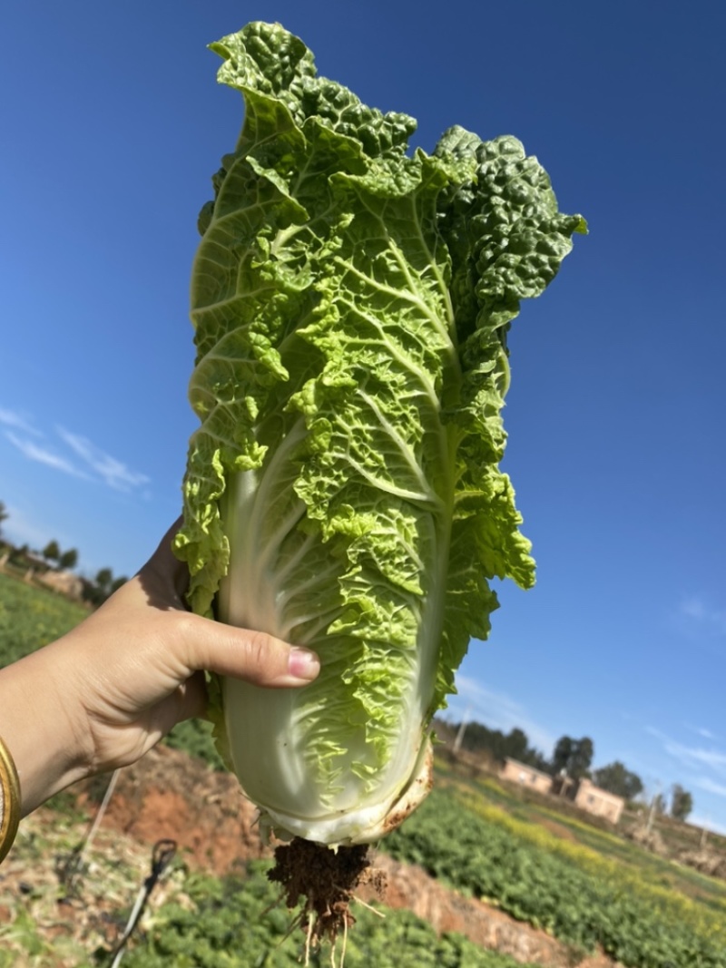 83-1青叶大白菜云南露天青叶大白菜霜冻白菜