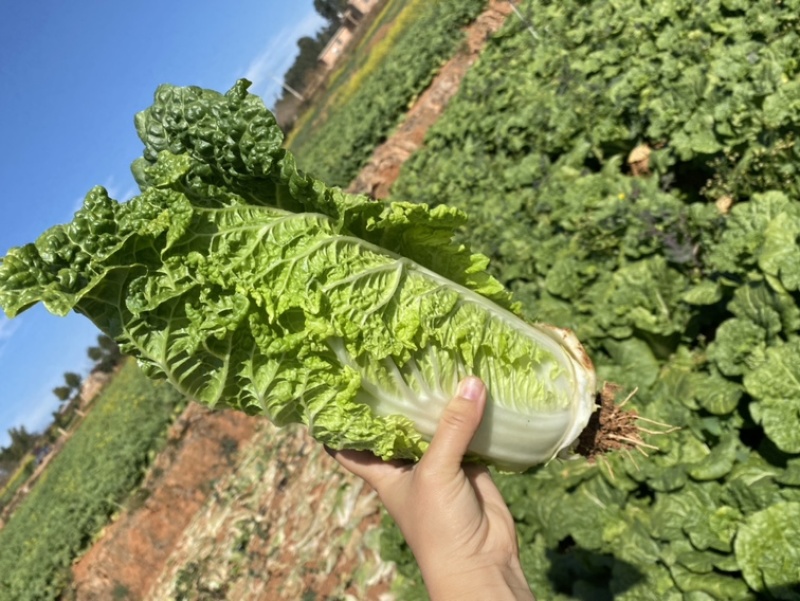 83-1青叶大白菜云南露天青叶大白菜霜冻白菜