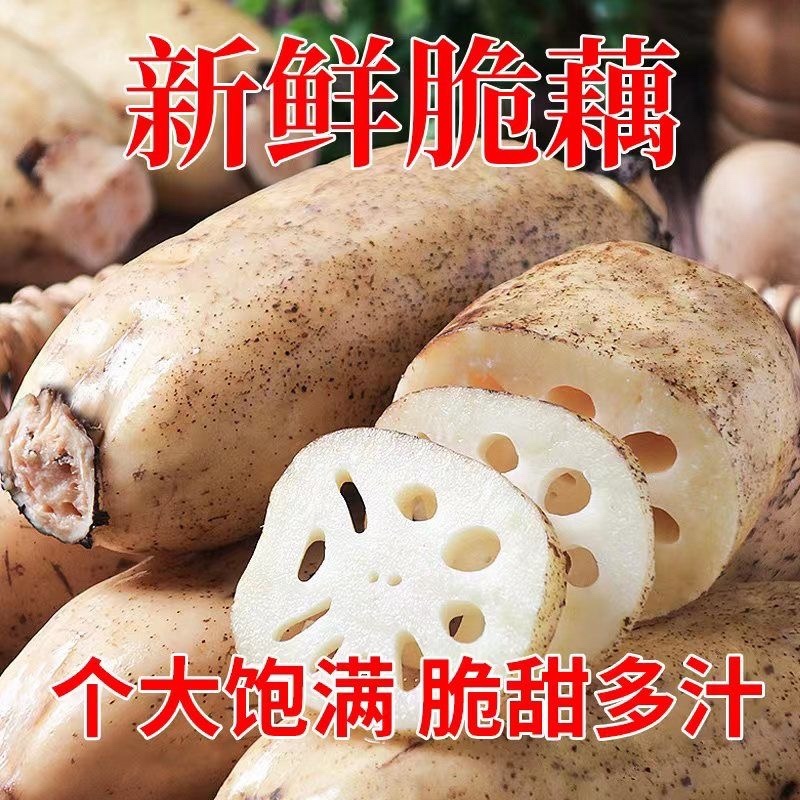 南阳莲藕，大量上市，批发，量大价优欢迎咨询下单