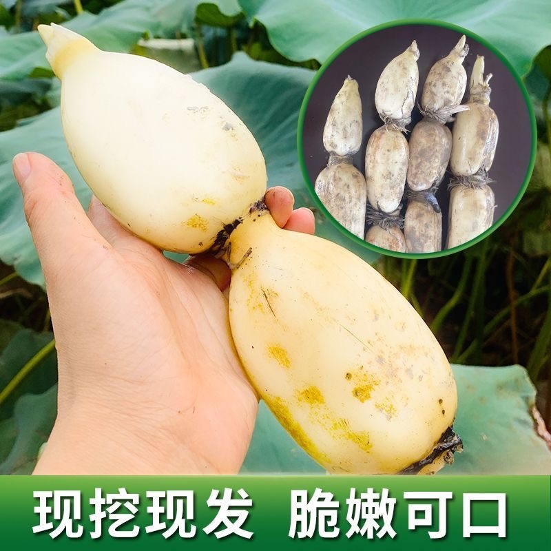 南阳莲藕，大量上市，批发，量大价优欢迎咨询下单