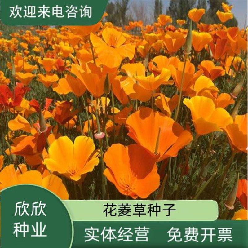 花菱草种子四季种易活花种子耐寒多年生宿根花籽庭院室外阳台
