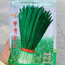 辛辣味浓抗病耐热韭菜种子休眠品种冬季回秧早叶宽叶厚