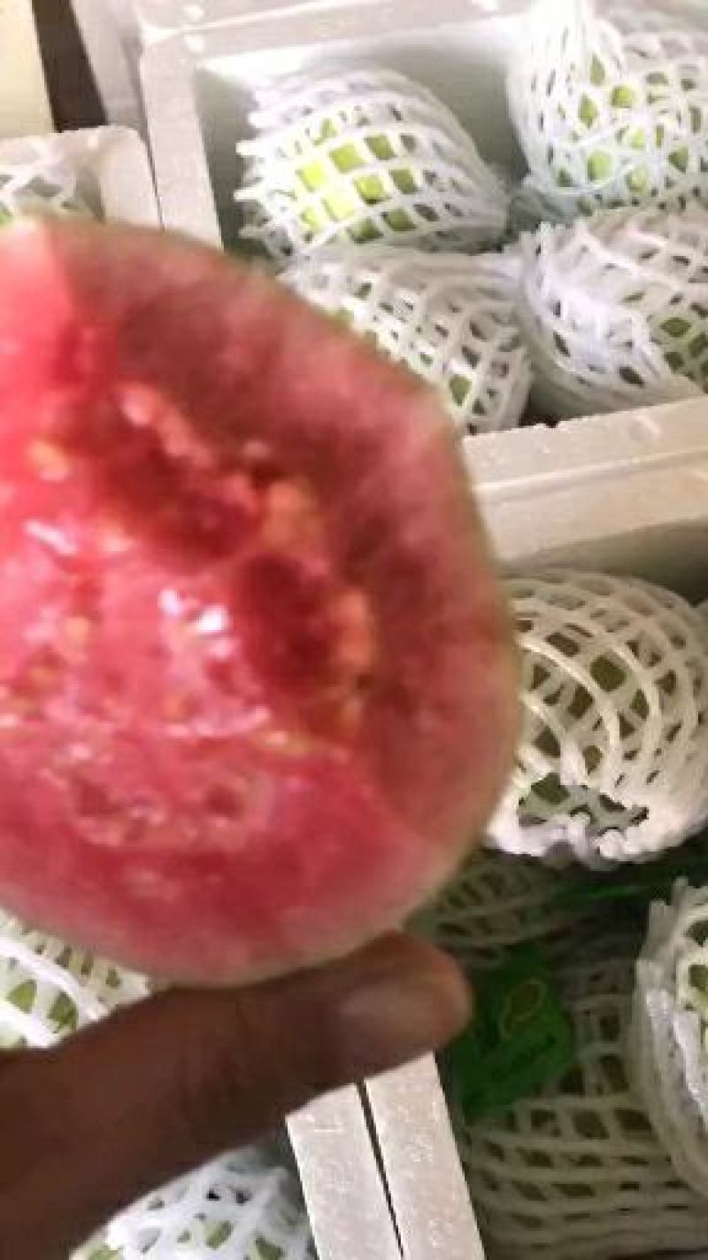 红心芭乐～低糖水果，网红水果，适合各类人群食用
