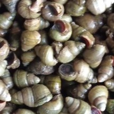 螺蛳，蚂蟥饲料螺，飘螺，米螺，籽螺，食用螺，，中华圆田螺