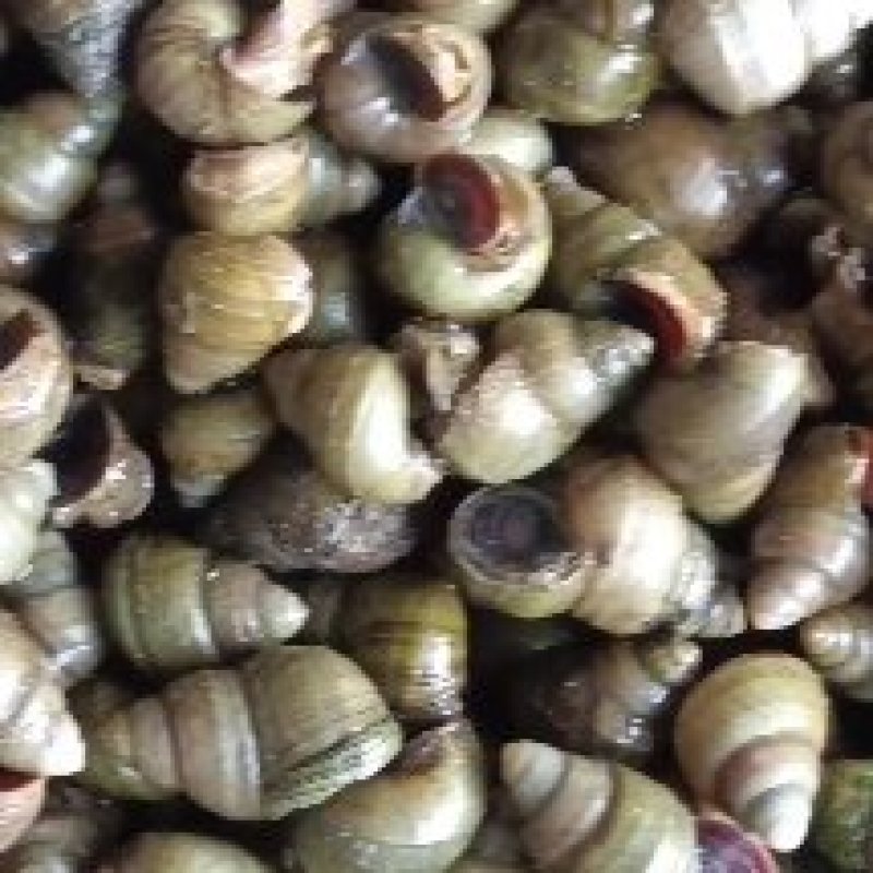 螺蛳，蚂蟥饲料螺，飘螺，米螺，籽螺，食用螺，，中华圆田螺
