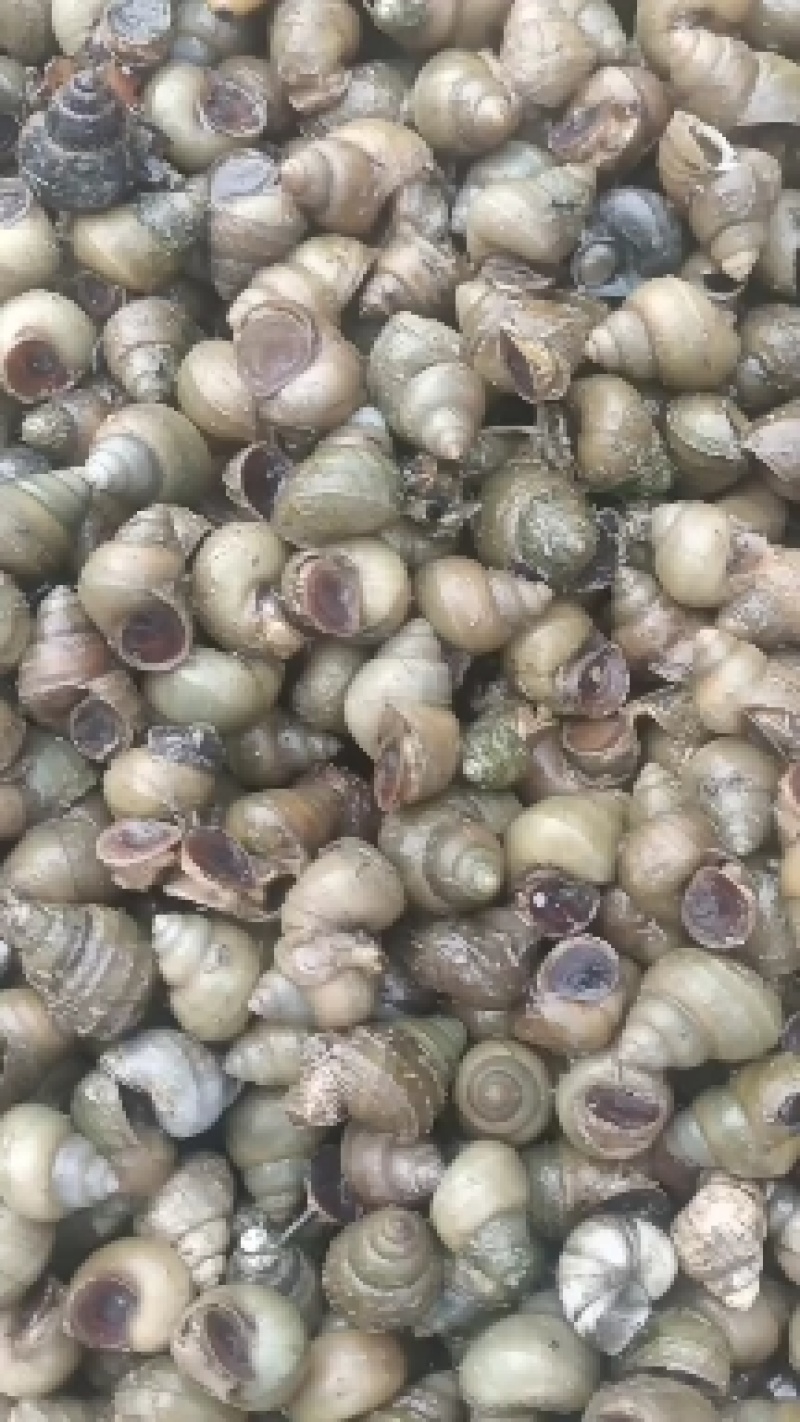 螺蛳，蚂蟥饲料螺，飘螺，米螺，籽螺，食用螺，，中华圆田螺