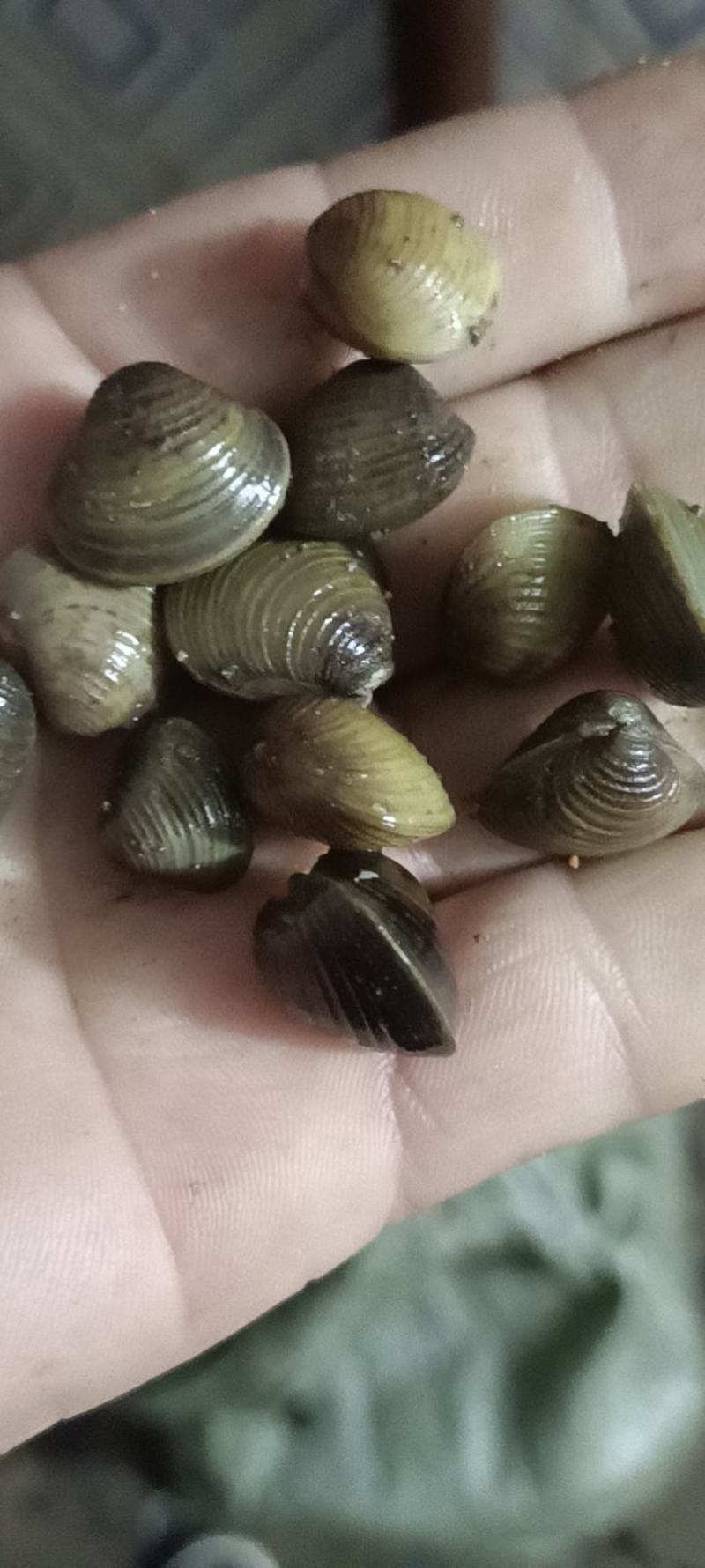 螺蛳，蚂蟥饲料螺，飘螺，米螺，籽螺，食用螺，，中华圆田螺
