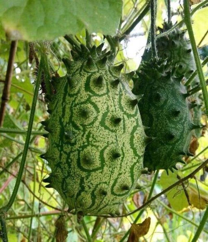火参果种子刺瓜孑海参果火星果苗阳台盆栽南非生水果四种
