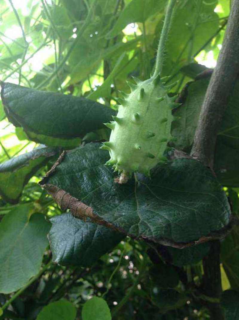 火参果种子刺瓜孑海参果火星果苗阳台盆栽南非生水果四种